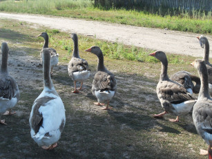 Картинка животные гуси