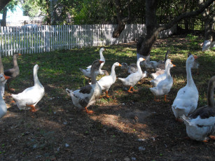 Картинка животные гуси