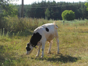 Картинка животные коровы буйволы теленок