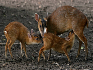 Картинка животные олени