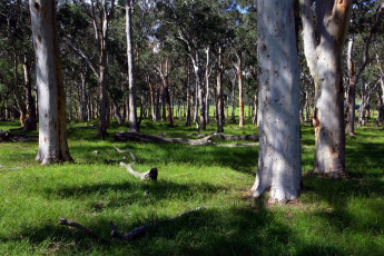 Картинка природа лес тень трава