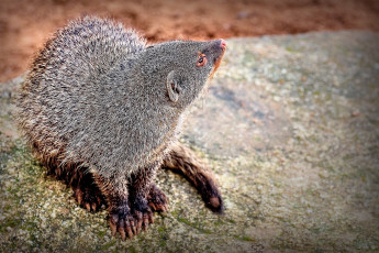 Картинка животные мангусты зверек