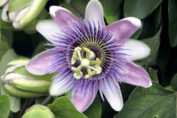 Картинка цветы пассифлора сиреневый