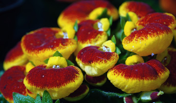 Картинка цветы кальцеолярия венерины башмачки желтый подушечки