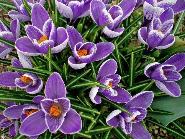 Обои картинки фото цветы, крокусы