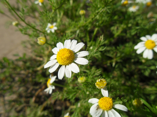 Обои картинки фото цветы, ромашки