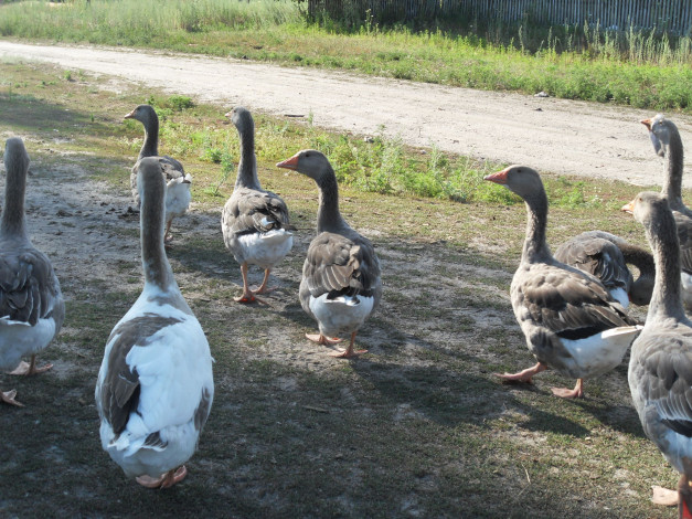 Обои картинки фото животные, гуси