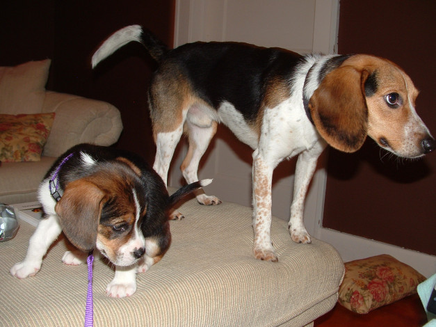 Обои картинки фото животные, собаки