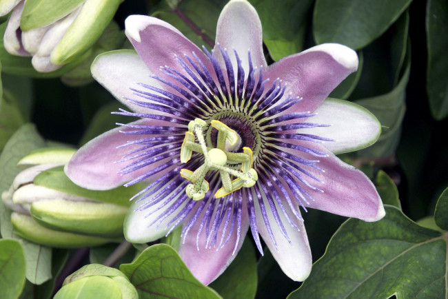 Обои картинки фото цветы, пассифлора, сиреневый