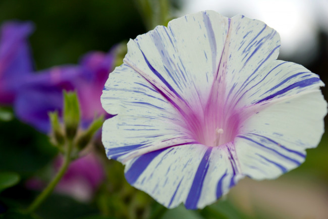 Обои картинки фото цветы, вьюнки, ипомеи, пестрый