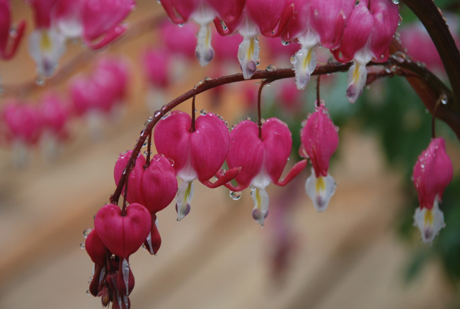 Обои картинки фото цветы, дицентра, разбитое, сердце, ветка, сердечка, капли