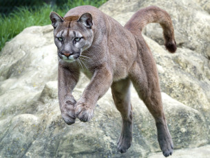 обоя животные, пумы, прыжок, горный, лев