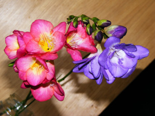 Картинка цветы фрезия фрезии