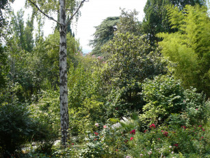 Картинка Ялта крым природа парк