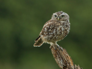 Картинка животные совы сыч