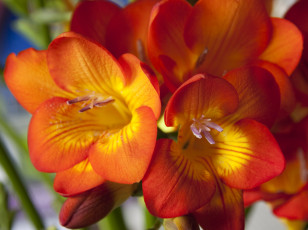 Картинка цветы фрезия фрезии