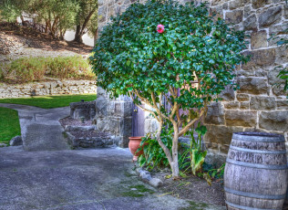 Картинка природа деревья стена дорожка бочка дерево