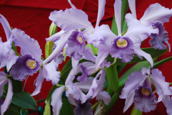 Картинка цветы орхидеи