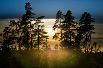 Картинка природа лес швеция туман