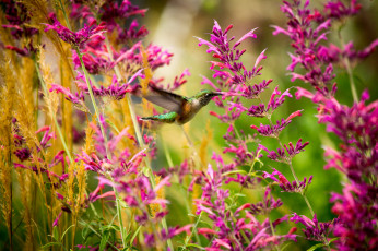 Картинка животные колибри цветы полет кроха