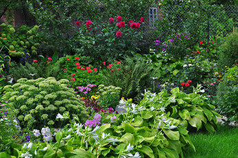 Картинка природа парк растения сад цветы