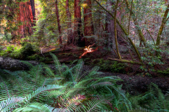 Картинка природа камни минералы стволы листва папоротник лес