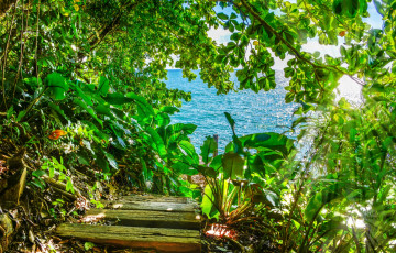 Картинка природа побережье просвет заросли деревья листва море