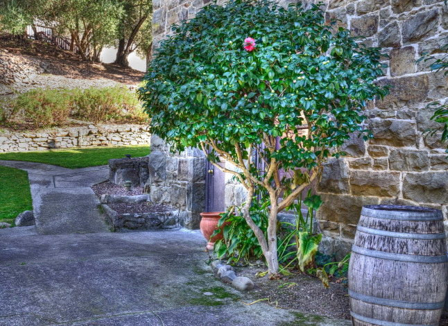 Обои картинки фото природа, деревья, стена, дорожка, бочка, дерево