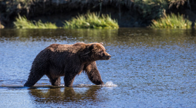 Обои картинки фото животные, медведи, вода, бурый