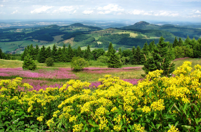 Обои картинки фото природа, пейзажи, цветы, деревья, трава, холмы, долина