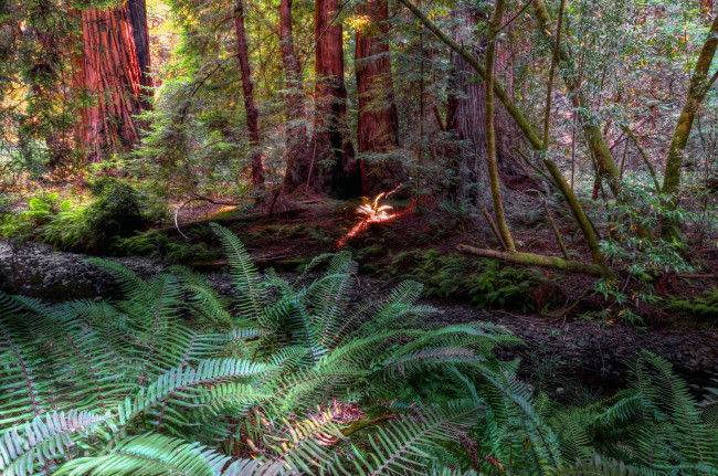 Обои картинки фото природа, камни, минералы, стволы, листва, папоротник, лес