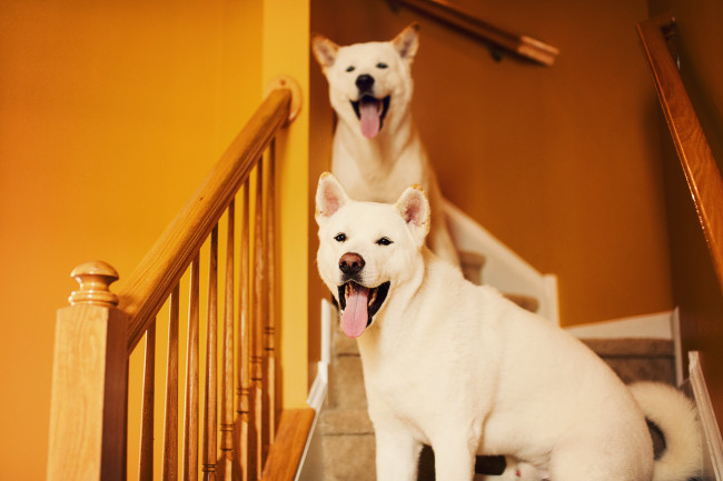 Обои картинки фото животные, собаки, щенки