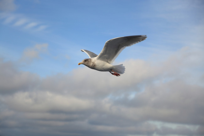 Обои картинки фото животные, Чайки, бакланы, крачки, полет