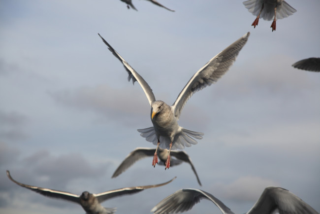 Обои картинки фото животные, Чайки, бакланы, крачки, полет