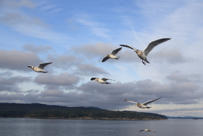 Обои картинки фото животные, Чайки, бакланы, крачки, полет