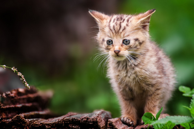 Обои картинки фото животные, дикие, кошки, грустный, котенок