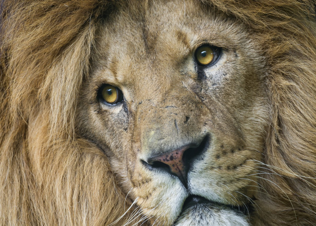 Обои картинки фото животные, львы, портрет
