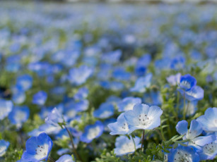 Картинка цветы немофилы +вероники голубая вероника цветение листья лепестки