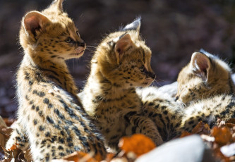 Картинка животные сервалы кошечки
