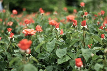 Картинка цветы розы кусты бутоны цветение