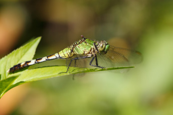Картинка животные стрекозы стрекоза макро зелёный фон насекомое