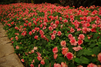 Картинка цветы бегония цветение лепестки листья желтая