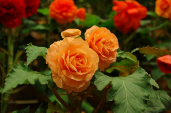 Картинка цветы бегония цветение лепестки листья желтая