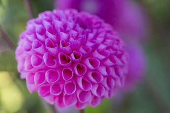 обоя цветы, георгины, цветение, розовый, георгин, лепестки