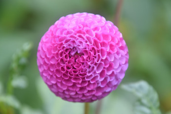 Картинка цветы георгины георгин лепестки цветение розовый