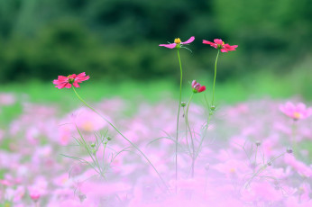 Картинка цветы космея лепестки цветение