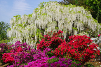 Картинка цветы разные+вместе кустарник розовая азалия цветение белая глициния