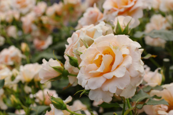 Картинка цветы розы листья лепестки цветение роза желтая