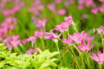 Картинка цветы зефирантесы цветение