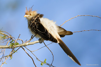 Картинка животные птицы ветки небо птица